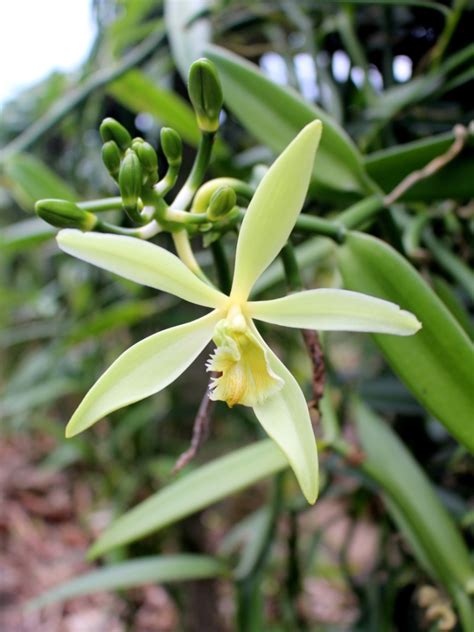 Vanilla Orchid Plant - Yarden