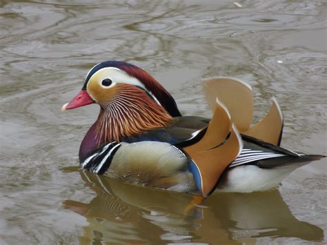 Mandarin Duck | Marnix's Bird Gallery