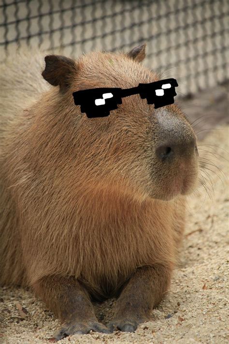 Cool 😎 sunglasses capybara | Capybara pet, Capybara, Funny animals