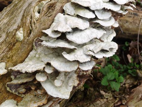 white shelf fungi | Cyndy Sims | Flickr