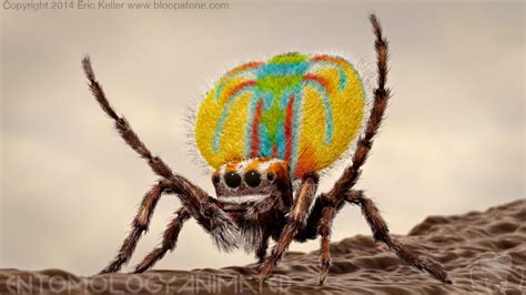 ArtStation - Peacock Jumping Spider