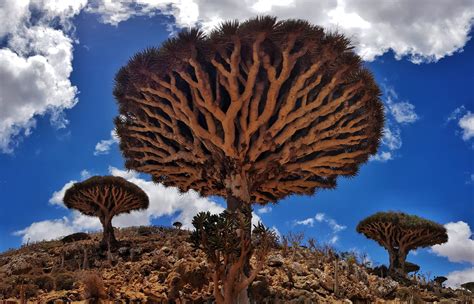 SOCOTRA EXPEDITION | PAZOLA - ekskluzywne biuro podróży, luksusowe wakacje!