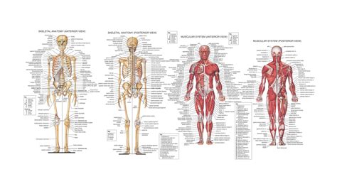 human anatomy back view organs - ModernHeal.com