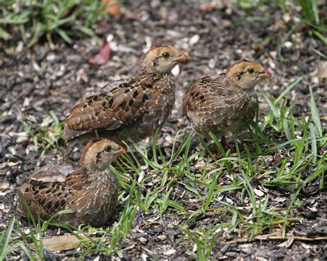 Georgia Giant Bobwhite (Chicks) - Pepper Ponderosa