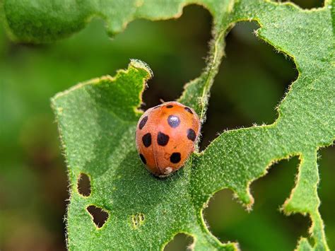 Ladybug on a green leaf 8920688 Stock Photo at Vecteezy