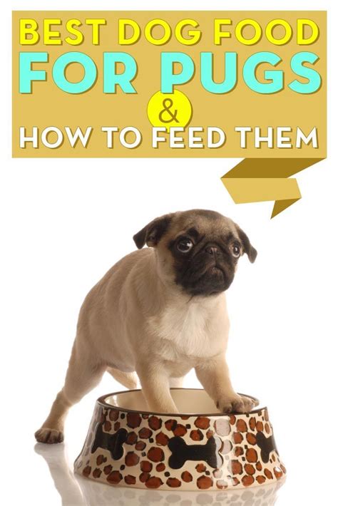 Best Dog Food for Pugs 2018: How to Feed & What to Feed Pugs | Dog food ...