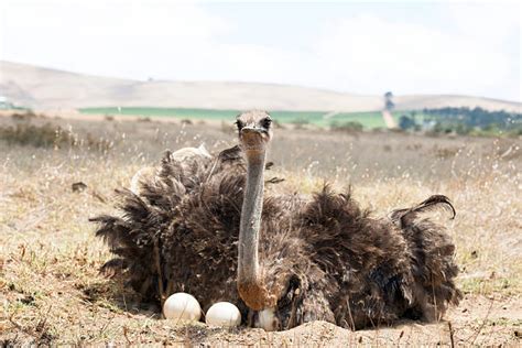 Ostrich Eggs Hatching Stock Photos, Pictures & Royalty-Free Images - iStock