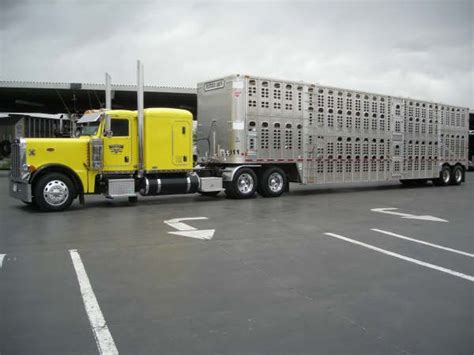 Featured "BULL HAULER" | Livestock trailers, Bull, Peterbilt