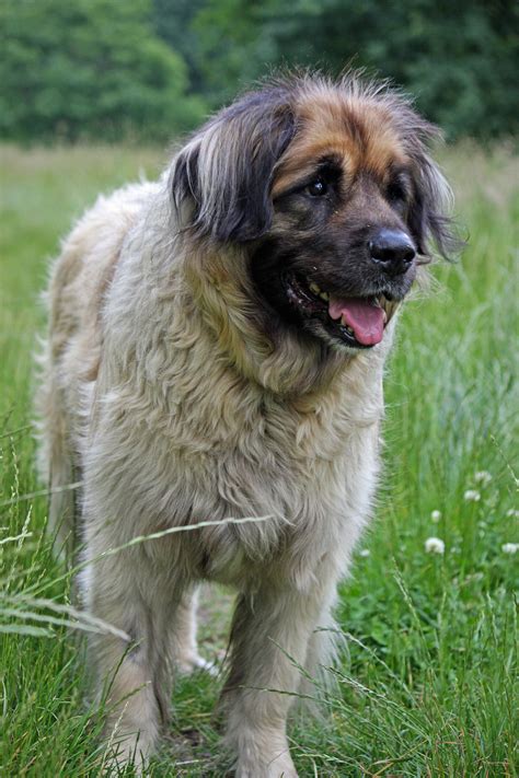 Leonberger Dog Free Stock Photo - Public Domain Pictures