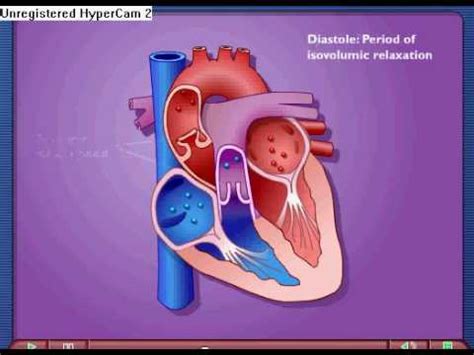 Cardiac Cycle - Systole & Diastole - YouTube