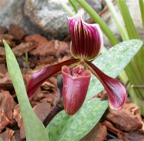 Flora of India: State Flowers of India