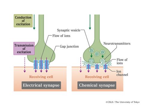 Electrical Synapse Diagram