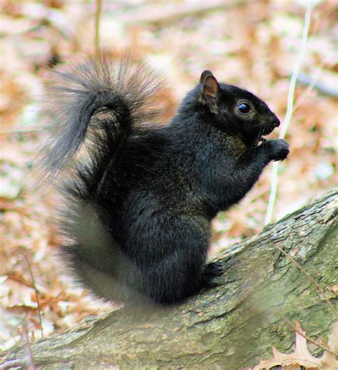 Black squirrel - Wikipedia