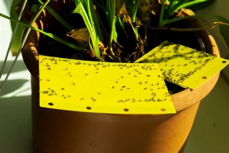 Control Fungus Gnats With Cinnamon: How To Effectively Suppress Fungus Gnats On Houseplants