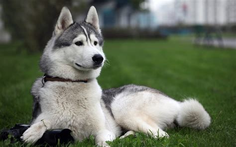 Husky Siberiano. PerrosAmigos.com