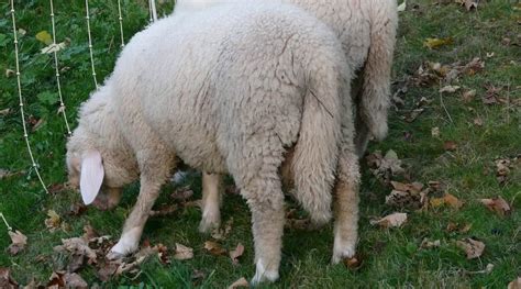 Do All Sheep Have Long Tails? - SheepCaretaker