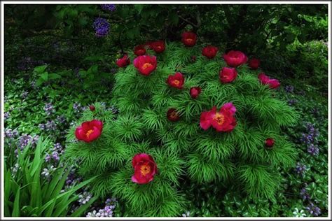 Fern Leaf Peony | Moment captured May 18th, 2023 at Boerner … | Flickr