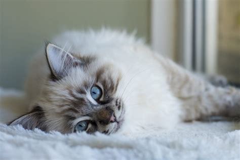 Friendly Cat Breeds That Are Social and Loving | Reader's Digest