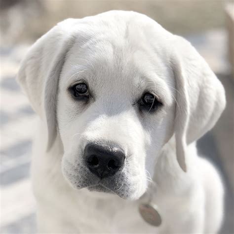 Pin on English White Labradors