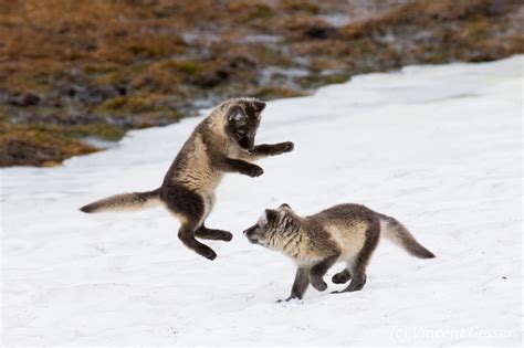 Arctic fox cubs playing, Svalbard - Gesser Images and Photography