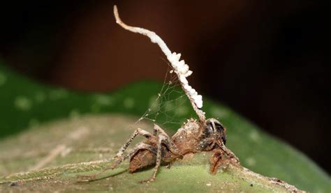 Zombie-ant parasitic fungus castrated by hyperparasitic fungus | Science | The Guardian