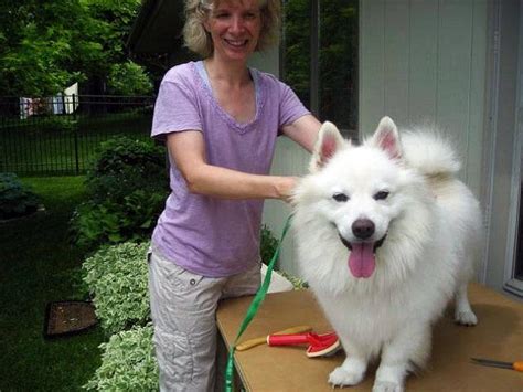 23+ Samoyed And Corgi Mix - l2sanpiero