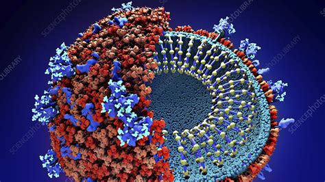 Coronavirus particle, illustration - Stock Image - F028/1729 - Science Photo Library