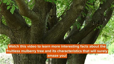 Fruitless Mulberry Tree Facts: Here's All You Need To Know! - YouTube