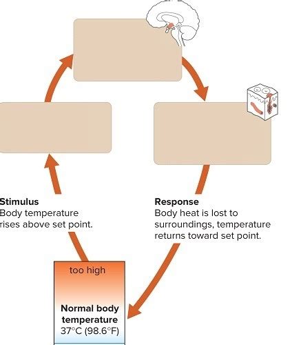 Thermoregulation 2 Diagram | Quizlet