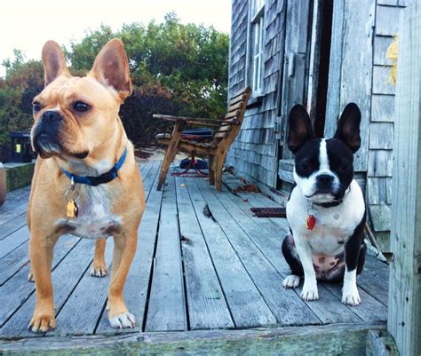 Frenchton (French Bulldog Boston Terrier Mix) Info, Temperament, Puppies, Pictures