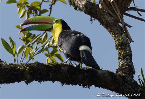 Toucan | I’m Sittin’ On Top of the World