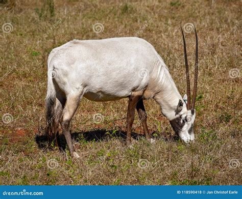 An Arabian Oryx with Very Long Horns Stock Photo - Image of animal, mare: 118590418