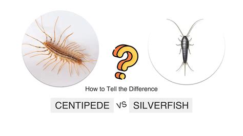 House Centipede Silverfish: How to Tell the Difference and Control Pest Infestations