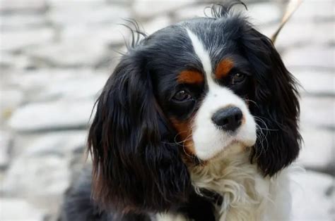 cavalier-king-charles-spaniel-tricolor-fs4 - I-Love-Cavaliers.com