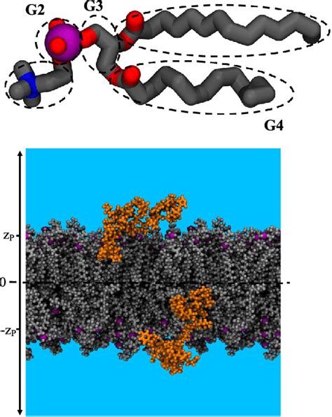 (a) Sequence of Aβ10-40 peptide with highlighted regions R1-R4. (b)... | Download Scientific Diagram