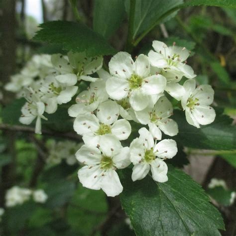 Crataegus douglasii in Bute Park