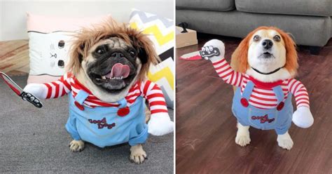 Chucky Dog Costume: Funny Halloween Costume Idea