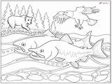 Sockeye Salmon Coloring Page Free Printable  Vrogueco sketch template