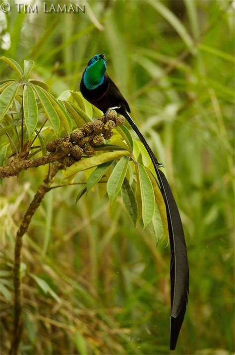 Aves-do-paraíso: conheça algumas das criaturas mais exóticas do planeta ...