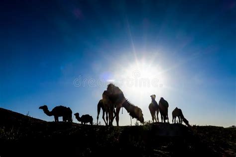 Herd of Horses on Sunset Background of Sky, Photo As Background Stock Image - Image of field ...