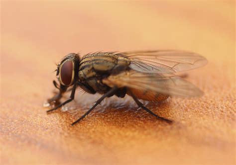 Identify Your Fly--What's The Buzz!?