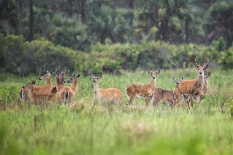 Florida Panther Conservation Program – fStop Foundation