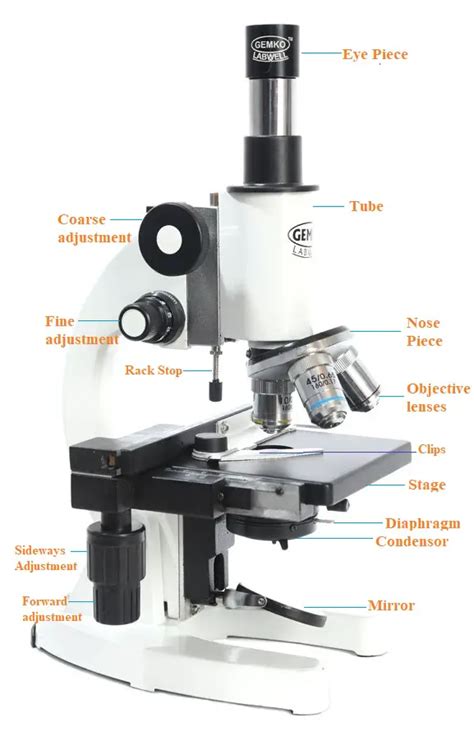 Parts Of The Microscope