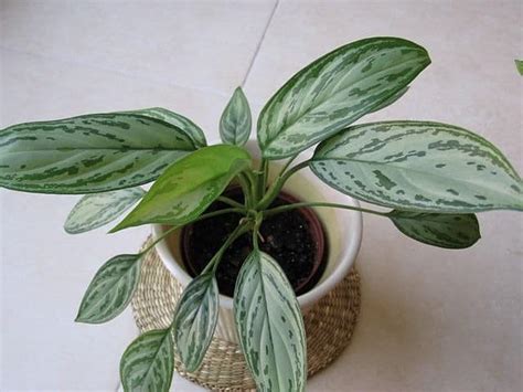 Chinese Evergreen/Aglaonema Problems, Care, and Propagation Tips - Ready To DIY