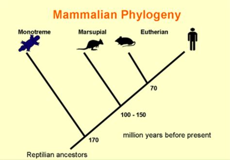 VETS2012 Monotreme and marsupial anatomy Flashcards | Quizlet