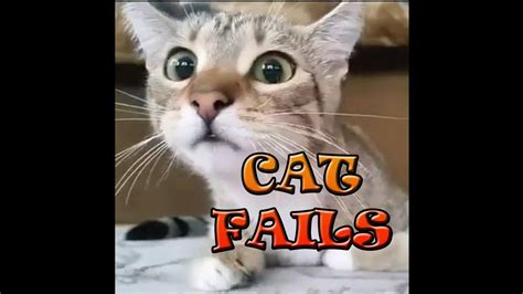 Epic Cat Fails - YouTube