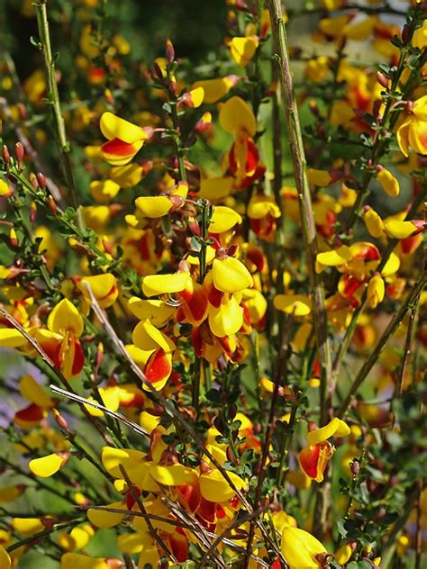 CYTISUS SCOPARIUS f.ANDREANUS - Cotswold Garden Flowers