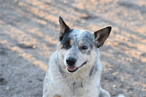 Cattle Dog Exercise Needs: From Couch Pup to Gym Hound