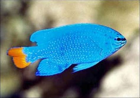 Blue Damselfish (Chrysiptera cyanea)