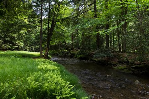 Dan Gomola Wildlife Photography | The Black Forest